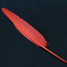 Red Goose Wing Feather
